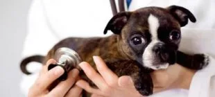 Evcil Köpeklerde Hastalık Belirtisi