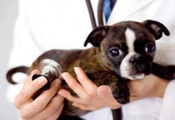 Evcil Köpeklerde Hastalık Belirtisi