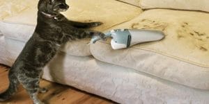 Evdeki Kedi Tüyleri Nasıl Temizlenir