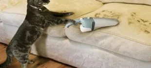 Evdeki Kedi Tüyleri Nasıl Temizlenir