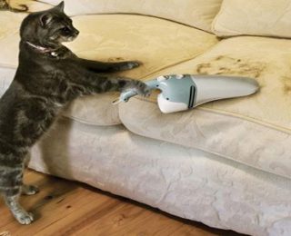 Evdeki Kedi Tüyleri Nasıl Temizlenir