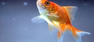 Japon Balıkları Hakkında 8 İlginç Bilgi