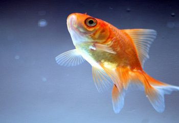 Japon Balıkları Hakkında 8 İlginç Bilgi