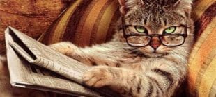 Kedinize Bu Yiyecekleri Sakın Yedirmeyin