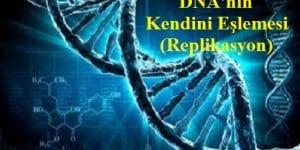 DNA’nın Kendini Eşlemesi (Yarı Korunumlu Eşleme-Replikasyon)