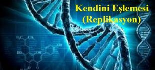DNA’nın Kendini Eşlemesi (Yarı Korunumlu Eşleme-Replikasyon)