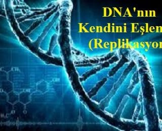 DNA’nın Kendini Eşlemesi (Yarı Korunumlu Eşleme-Replikasyon)