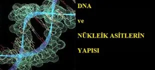 DNA ve Genetik Kod