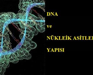 DNA ve Genetik Kod