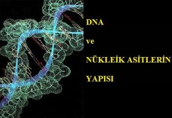 DNA ve Genetik Kod