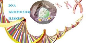 Gen, DNA ve Kromozom İlişkisi