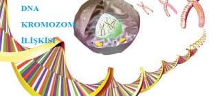 Gen, DNA ve Kromozom İlişkisi