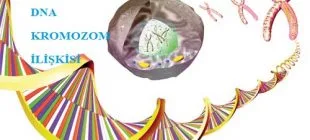 Gen, DNA ve Kromozom İlişkisi