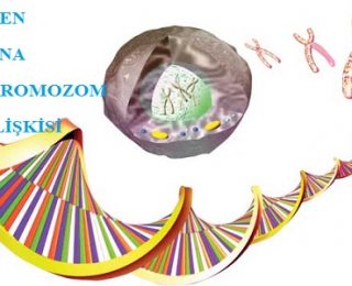 Gen, DNA ve Kromozom İlişkisi