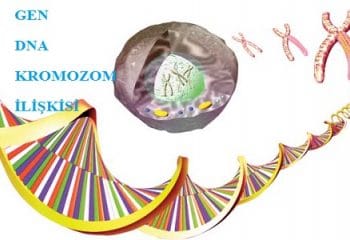 Gen, DNA ve Kromozom İlişkisi