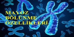 Mayoz Bölünmenin Özellikleri