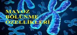 Mayoz Bölünmenin Özellikleri
