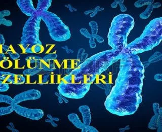 Mayoz Bölünmenin Özellikleri
