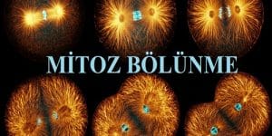 Mitoz Bölünmenin Özellikleri