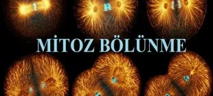 Mitoz Bölünmenin Özellikleri