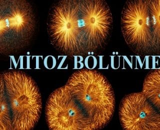 Mitoz Bölünmenin Özellikleri