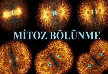 Mitoz Bölünmenin Özellikleri