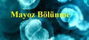 Mayoz Bölünme Evreleri