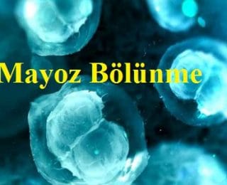 Mayoz Bölünme Evreleri