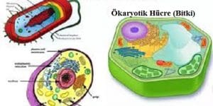 Gelişmişliklerine Göre Hücreler: Ökaryot Hücre ve Prokaryot Hücre
