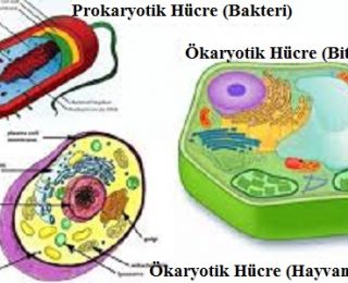 Gelişmişliklerine Göre Hücreler: Ökaryot Hücre ve Prokaryot Hücre