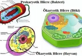 Gelişmişliklerine Göre Hücreler: Ökaryot Hücre ve Prokaryot Hücre