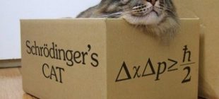 Schrödinger ‘in Kedisi Bize Ne Anlatıyor?