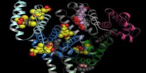 Total Protein Nedir, Total Protein Neden Yükselir ve Düşer