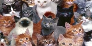 Dünyanın En Pahalı Kedi Irkları