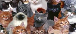 Dünyanın En Pahalı Kedi Irkları