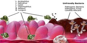 Mide ve Bağırsaklarımızda Yaklaşık 100 Trilyon Probiotik Bakteri Yaşıyor