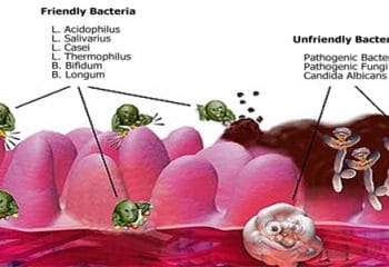 Mide ve Bağırsaklarımızda Yaklaşık 100 Trilyon Probiotik Bakteri Yaşıyor