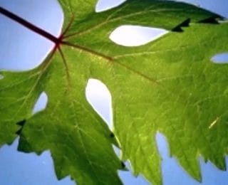 Asma Yaprağının Faydaları