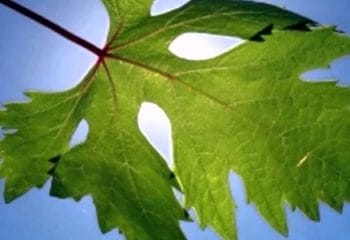 Asma Yaprağının Faydaları