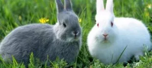 Evde Tavşan Bakımı İçin Temel Bilgiler