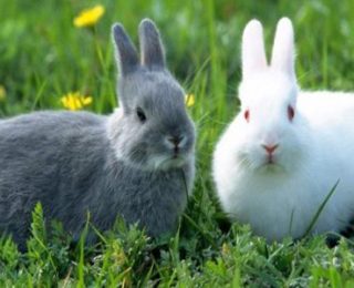 Evde Tavşan Bakımı İçin Temel Bilgiler