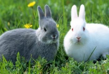 Evde Tavşan Bakımı İçin Temel Bilgiler