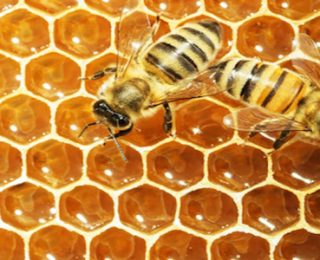 Arılar Peteklerini Neden Altıgen Yaparlar