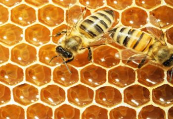 Arılar Peteklerini Neden Altıgen Yaparlar