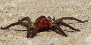 Dünyanın En Zehirli Örümceği Hangisidir