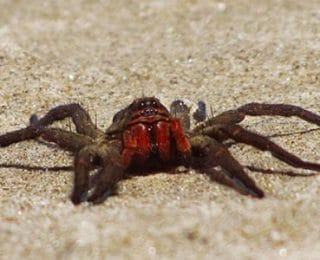 Dünyanın En Zehirli Örümceği Hangisidir