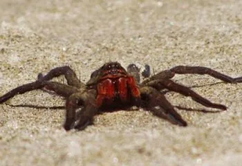 Dünyanın En Zehirli Örümceği Hangisidir