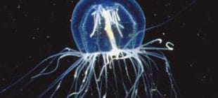 En Uzun Süre Yaşayan Hayvanlar