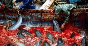 japonların geleneksel yunus_avı katliamı