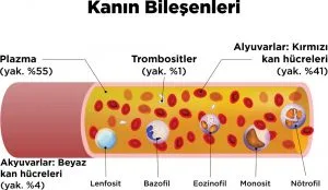 Eozinofil EOS Nedir ve EOS Neden Yükselir veya Düşer